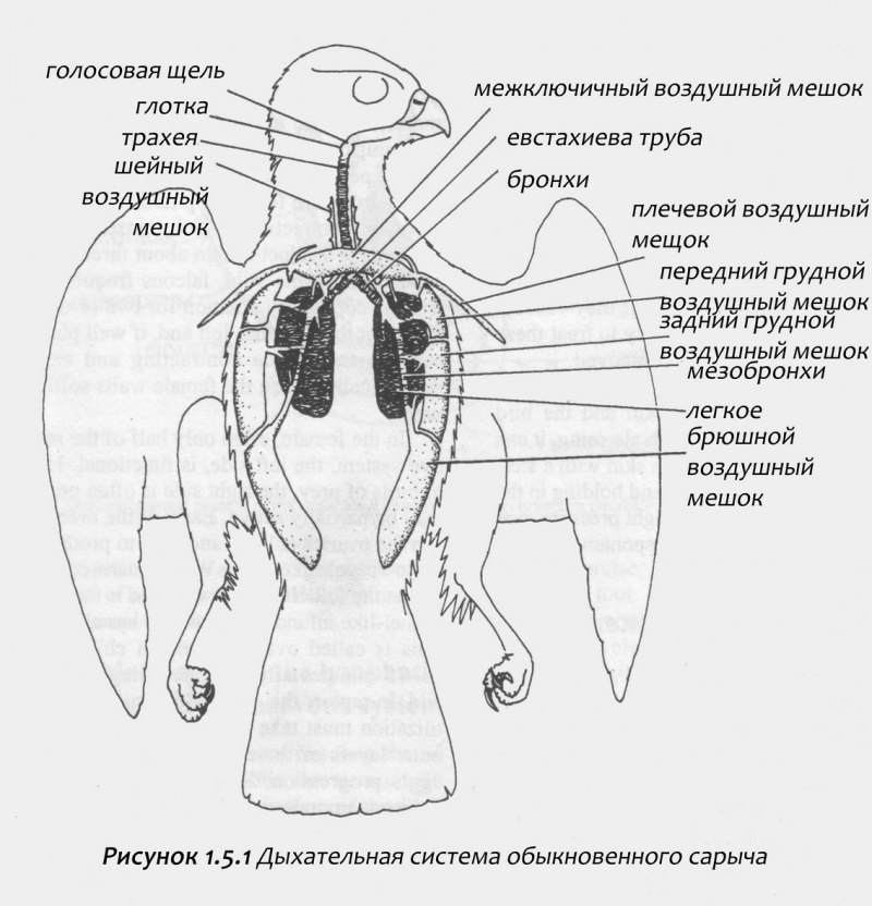 Дыхательная система птиц