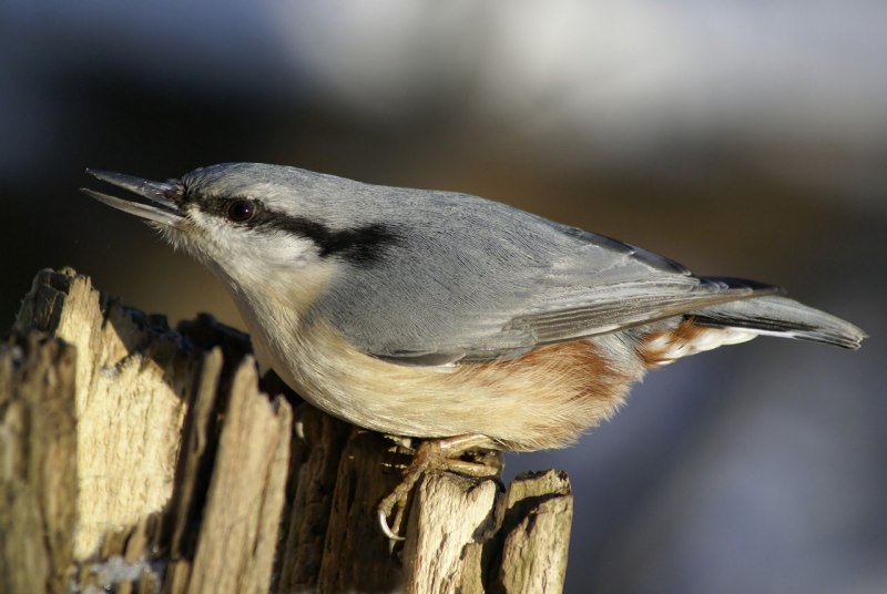 Птица Yellow Rumped Warbler