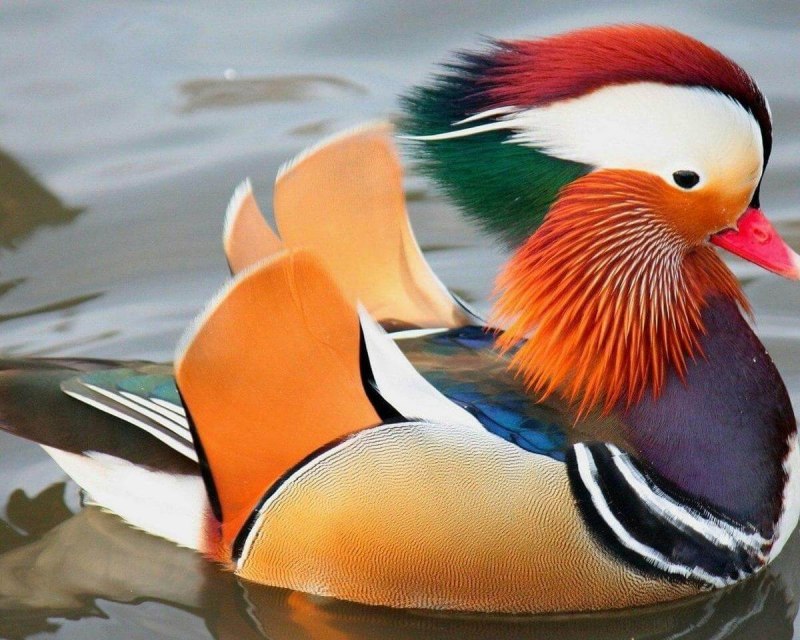 Гималайский монал Lophophorus impejanus