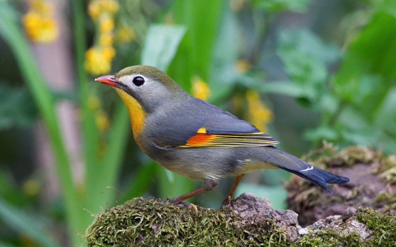 Китайский Соловей Leiothrix lutea