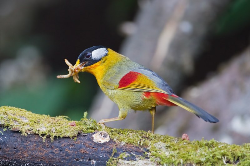 Leiothrix Argentauris