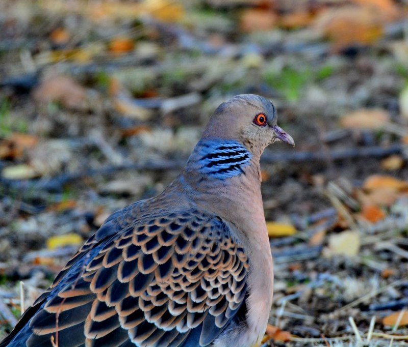 Обыкновенная Горлица (Streptopelia Turtur)