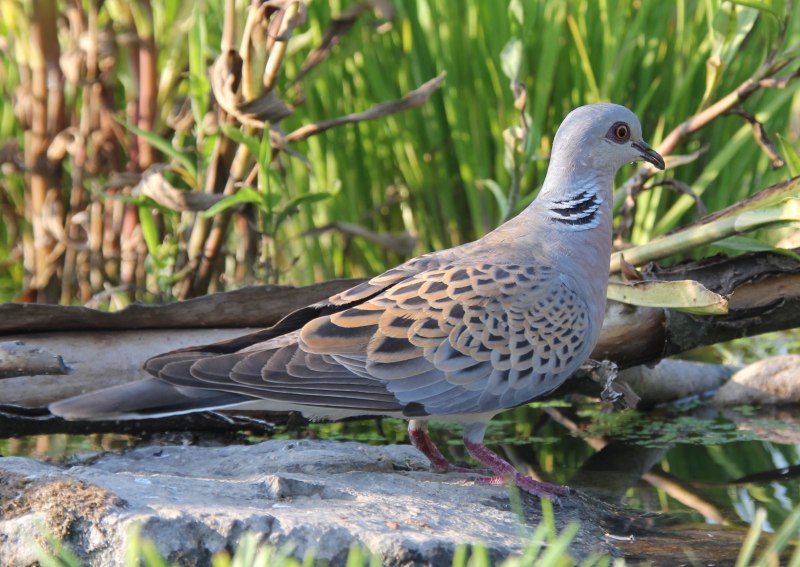 Обыкновенная Горлица (Streptopelia Turtur)