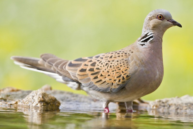 Обыкновенная Горлица (Streptopelia Turtur)