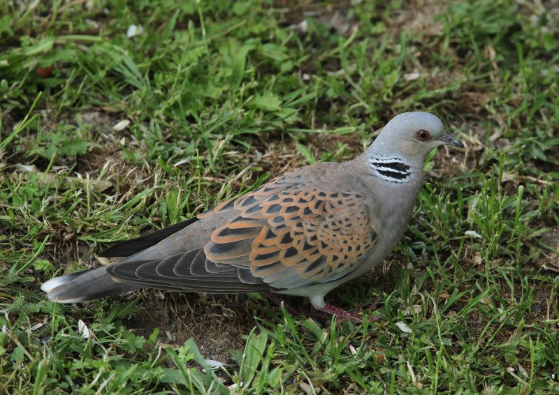 Streptopelia vinacea