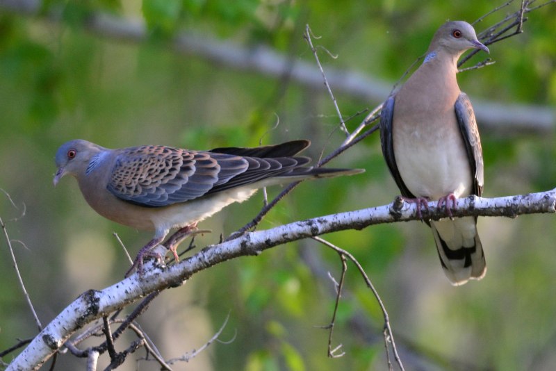 Обыкновенная Горлица (Streptopelia Turtur)