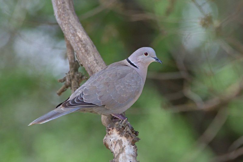 Кольчатая Горлица Streptopelia decaocto