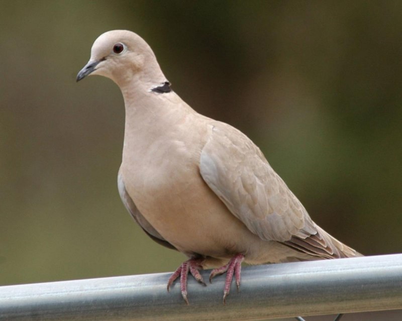 Кольчатая Горлица Streptopelia decaocto