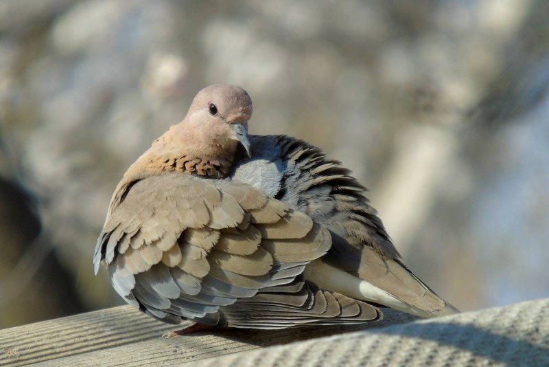Малая Горлица (Streptopelia senegalensis)