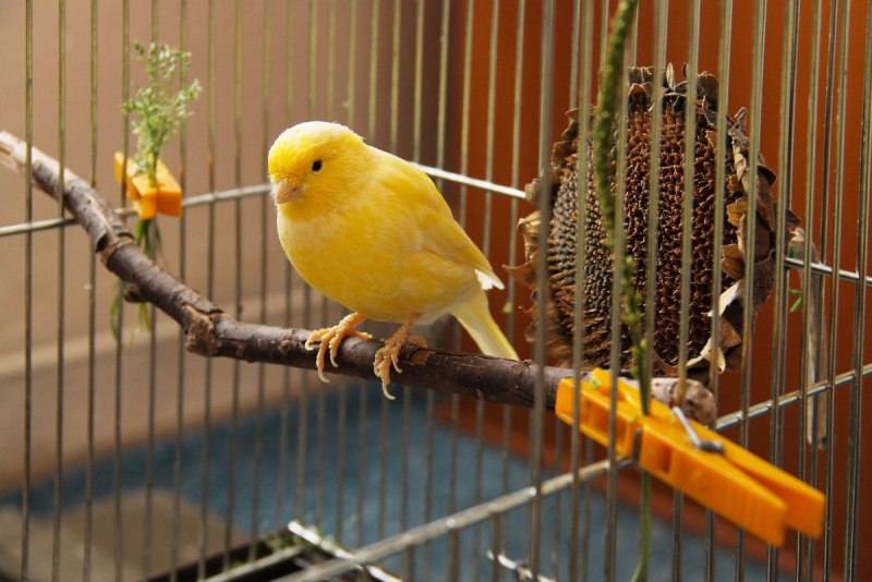 Carduelis Spinus