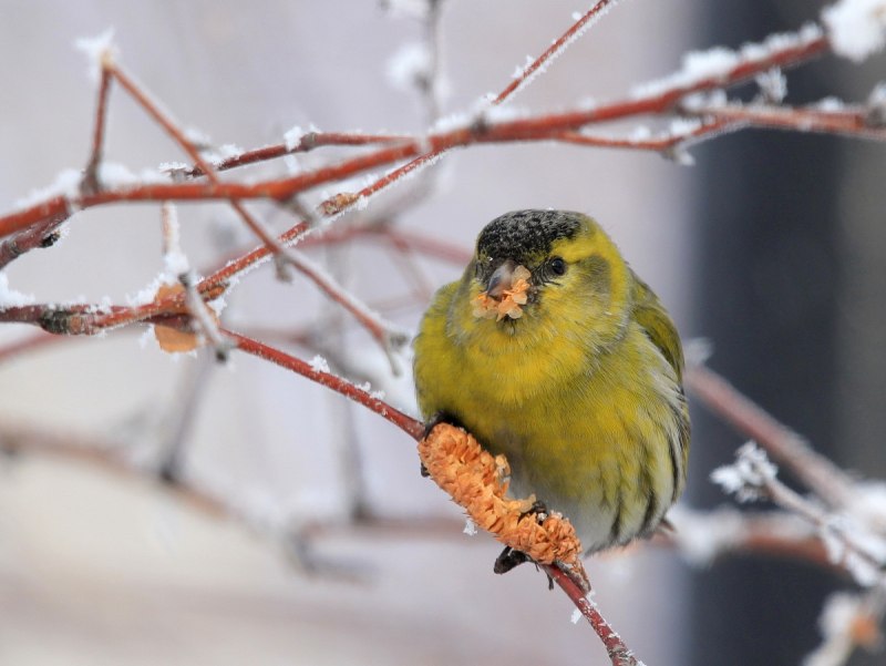 Чиж (Carduelis Spinus)