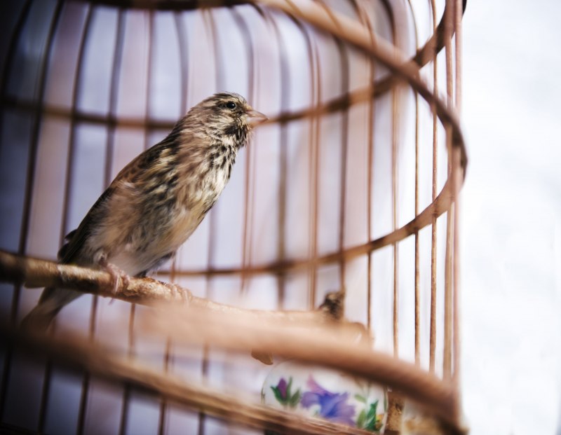 Чиж (Carduelis Spinus)