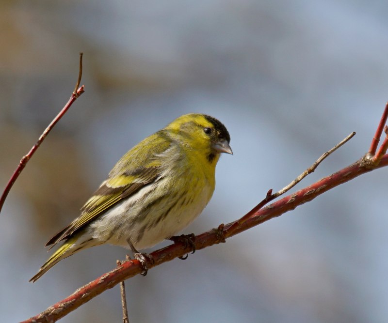 Чиж (лат. Carduelis Spinus