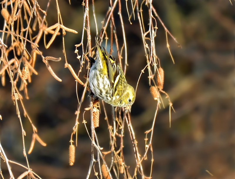 Чиж (Carduelis Spinus)