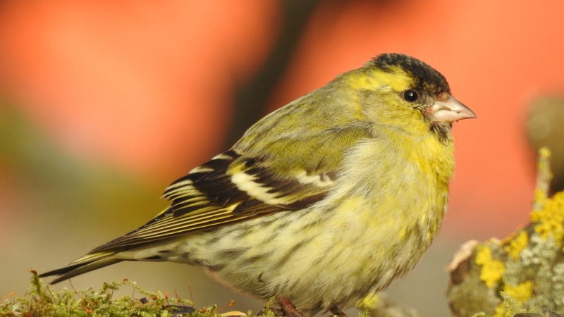 Чиж (Spinus Spinus l.)