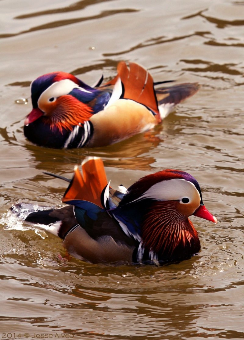 «Утка Мандаринка (Aix galericulata