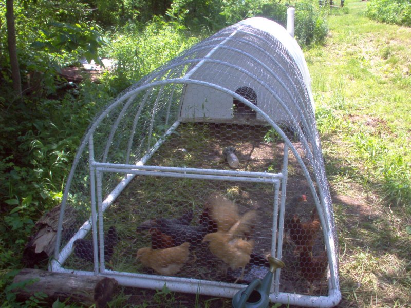 Теплица курятник