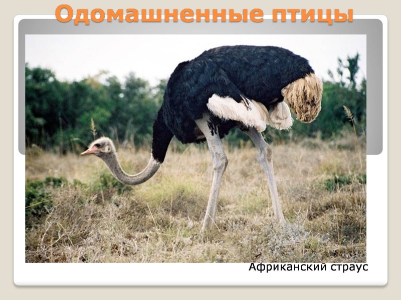 Птица вид сверху
