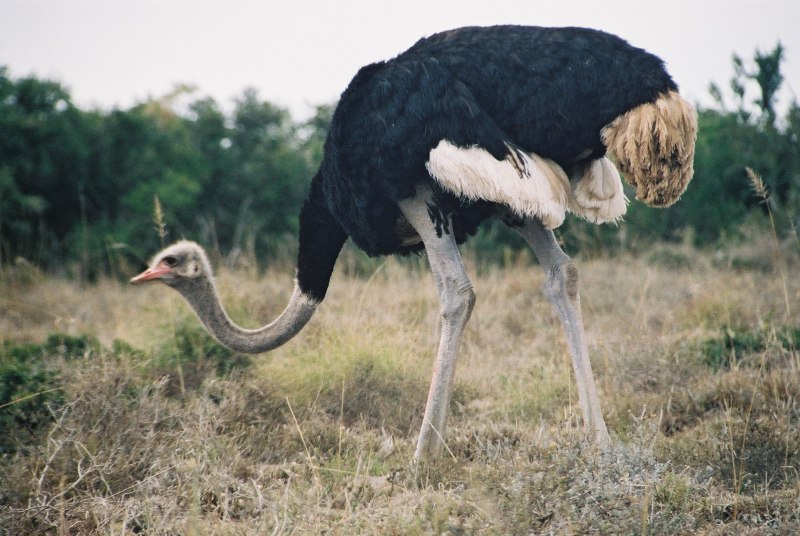Самая большая птица на земле (69 фото)