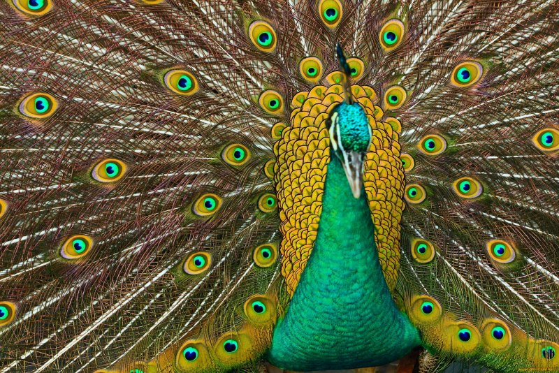 Зелёный Павлин / Pavo muticus