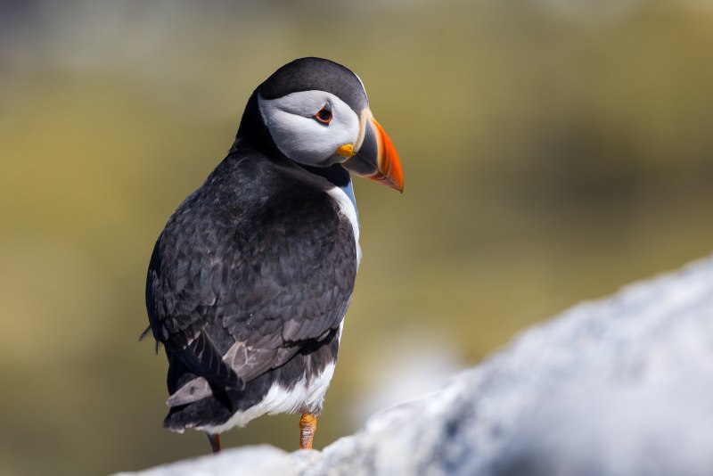 Тупик Fratercula Arctica