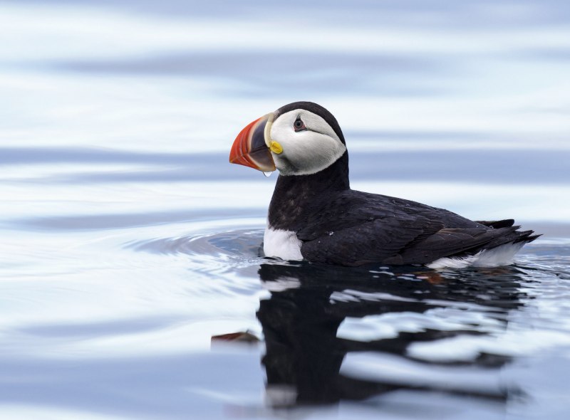 Atlantic Puffin птица