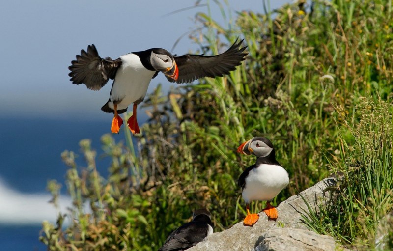 Puffins тупики птицы