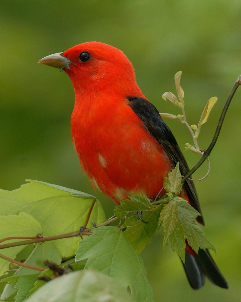 Northern Cardinal