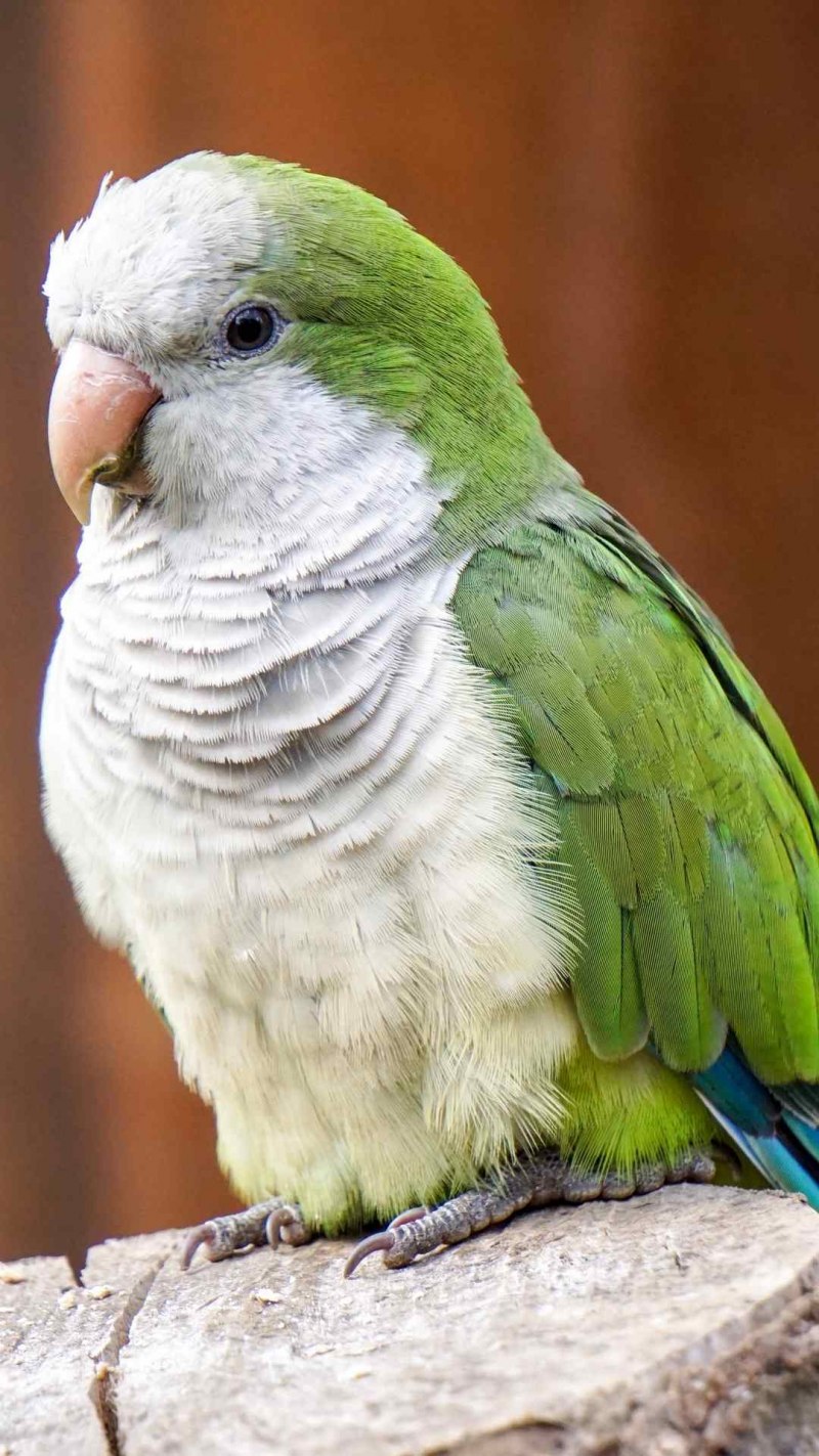 Myiopsitta monachus