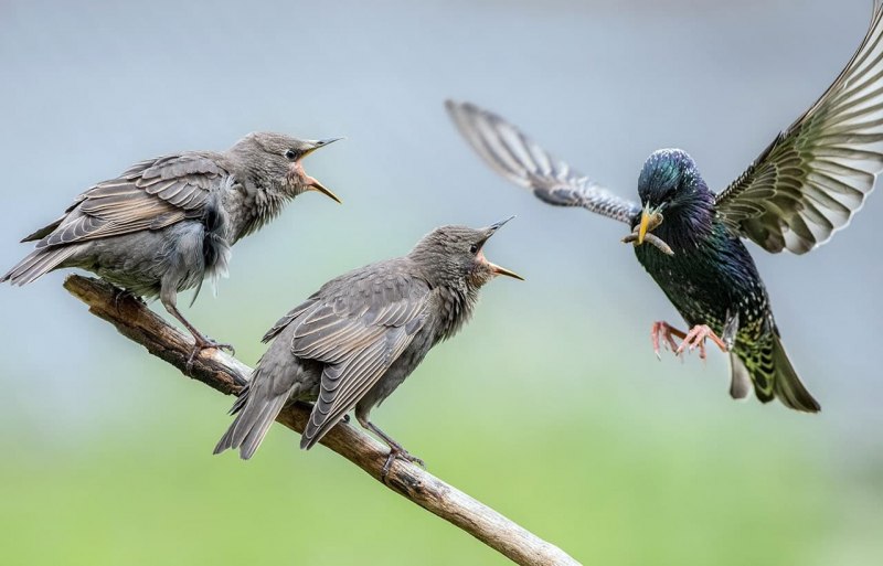 Скворец обыкновенный ‒ Sturnus vulgaris (l., 1758)