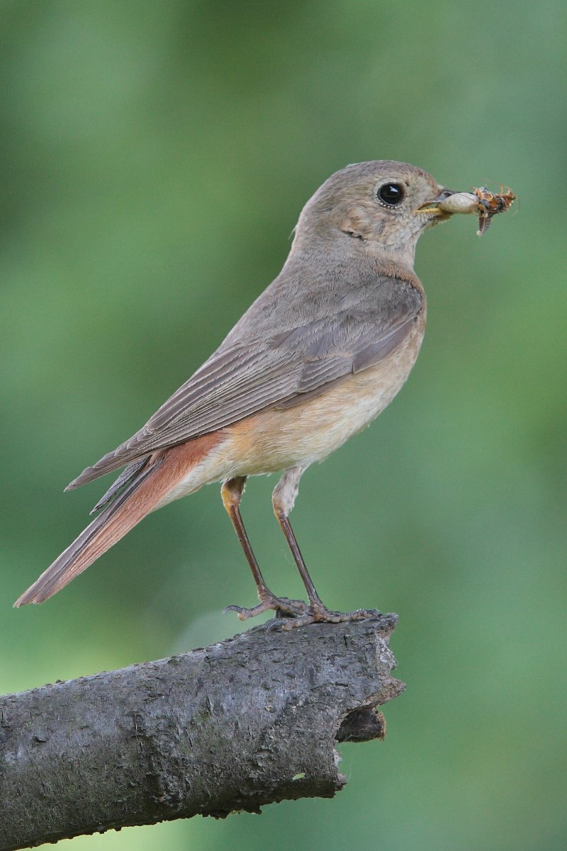 Обыкновенная горихвостка (Phoenicurus Phoenicurus)