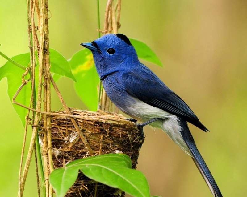 Hypothymis azurea птица