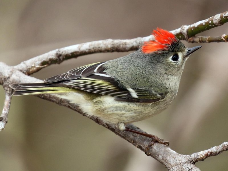 Ruby crowned Kinglet