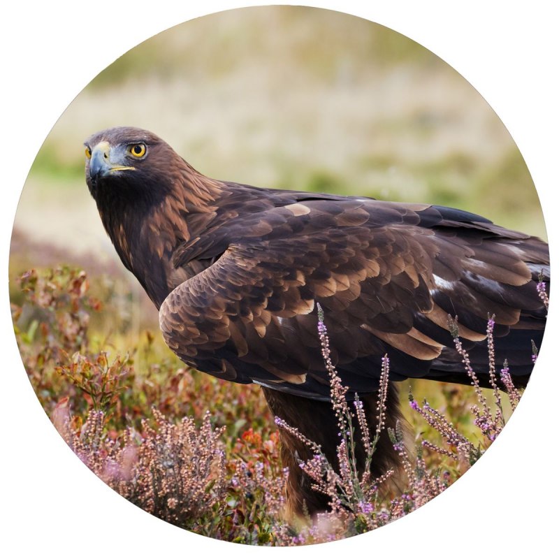 Honda Golden Eagle