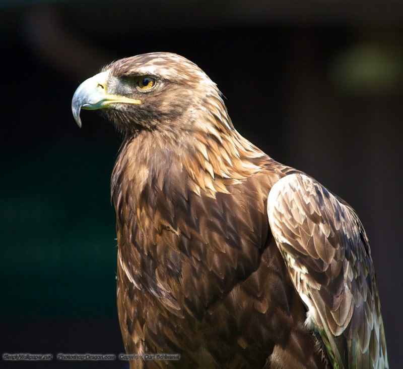 Беркут Aquila chrysaetos