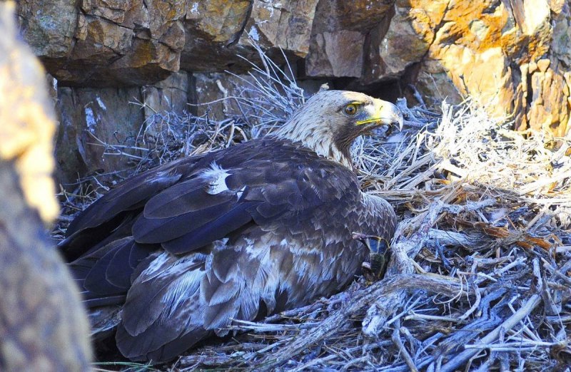 Беркут Aquila chrysaetos (Linnaeus, 1758)