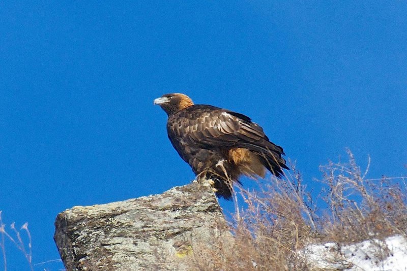 Беркут Aquila chrysaetos (Linnaeus, 1758)