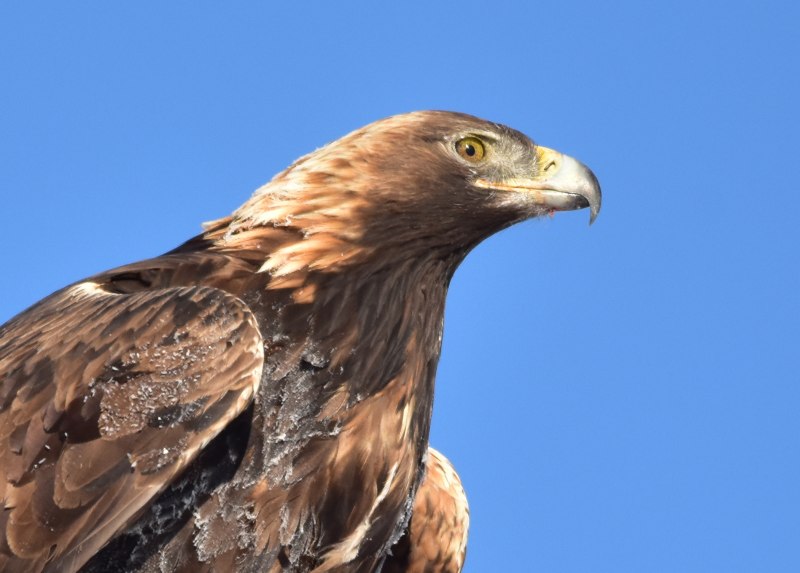 Беркут Aquila chrysaetos
