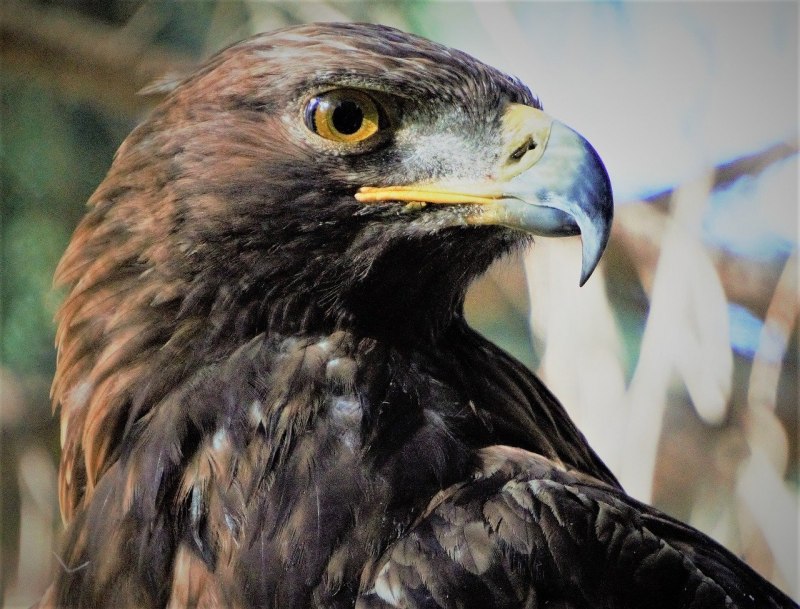Беркут Aquila chrysaetos