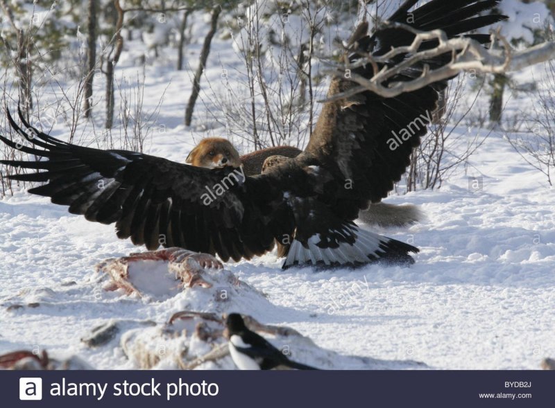 Орел Беркут