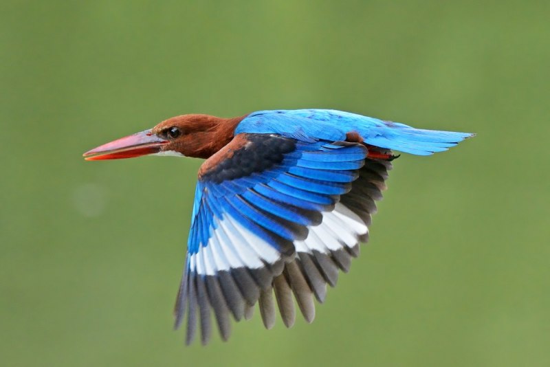 Yellow billed Kingfisher