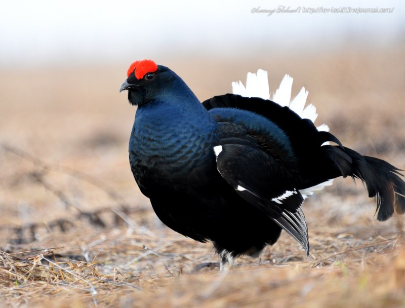 Чернобрюхий Глухарь Tetrao urogallus Major
