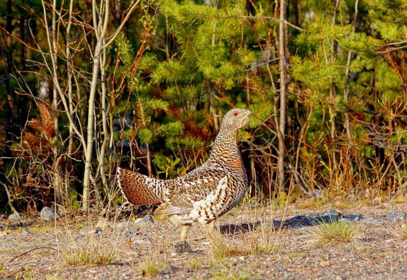 Глухарь (Tetrao urogallus)