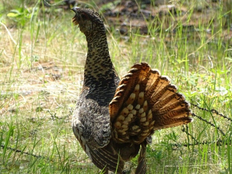 Чернобрюхий Глухарь Tetrao urogallus Major