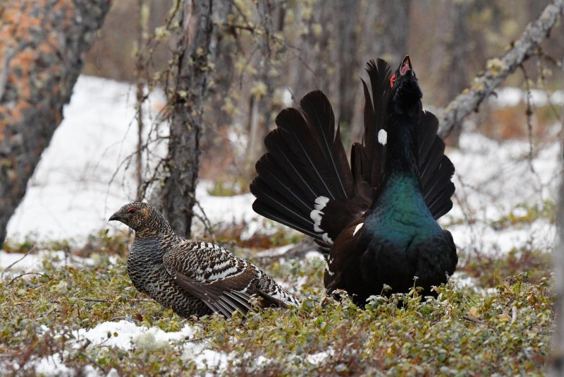 Глухарь (Tetrao urogallus)