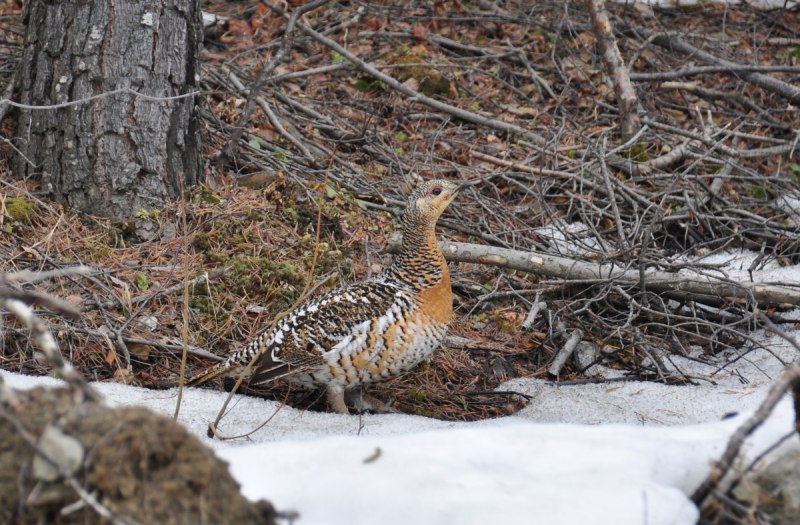 Глухарь (Tetrao urogallus)