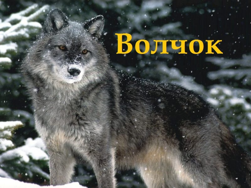 Волчок HD