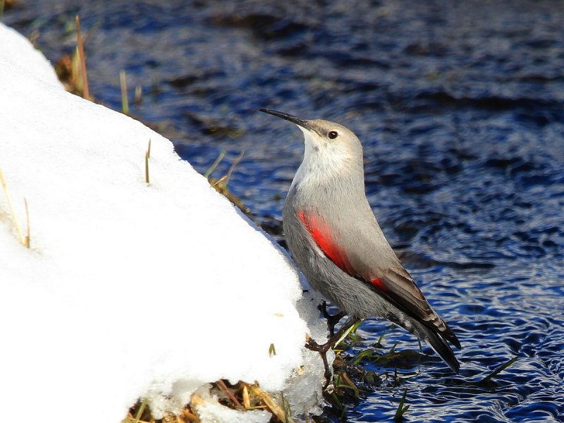 Стенолаз (Tichodroma muraria)