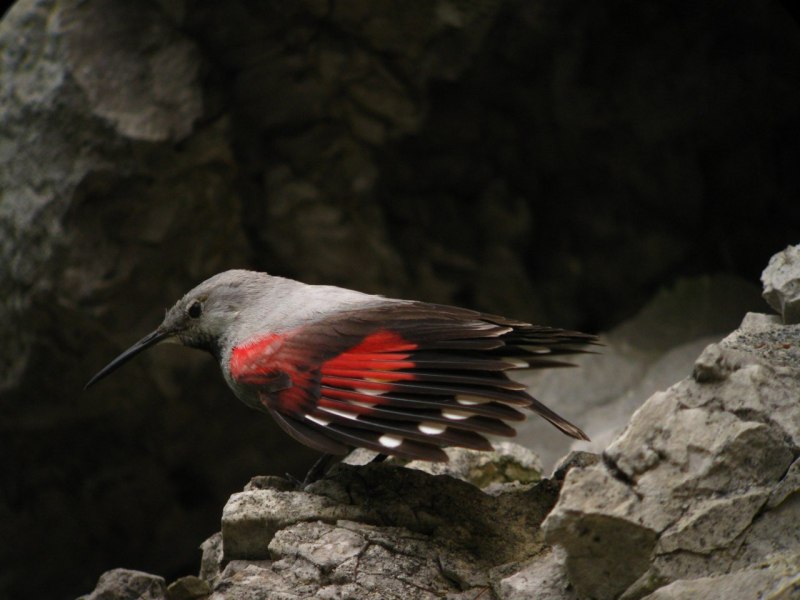 Стенолаз (Tichodroma muraria)