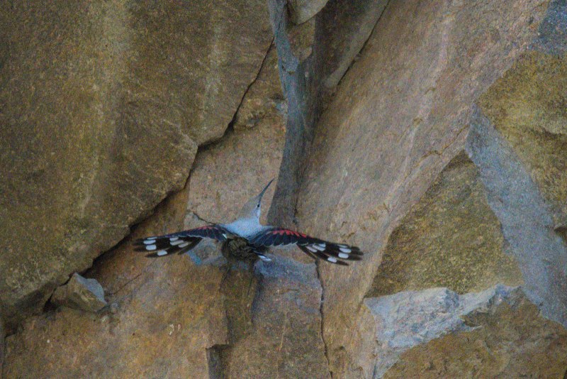 Pytilia phoenicoptera